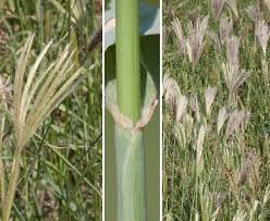 Image result for Chloris virgata