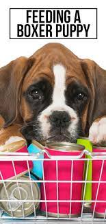 Feeding A Boxer Puppy The Best Diet In The Right Way Boxer Puppy Puppy Feeding Schedule Puppies