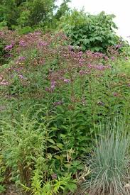 Image result for Vernonia kirkii