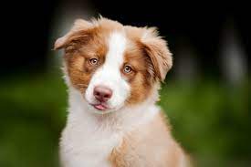der australian shepherd myaustralianshepherd de