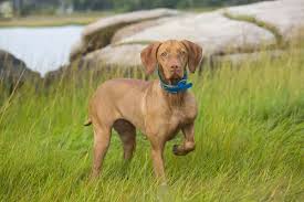 Самые новые твиты от hungarian vizsla (@hu_vizsla): Hungarian Vizsla Standing In Long Grass One Leg Raised 20252650