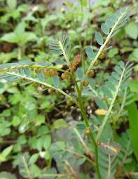 Image result for Phyllanthus confusus