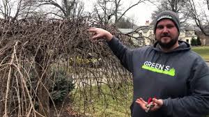 We did not find results for: How To Pruning Weeping Cherry Tree Youtube