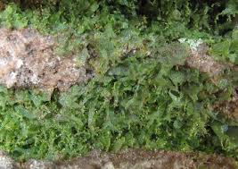 Image result for Vittaria