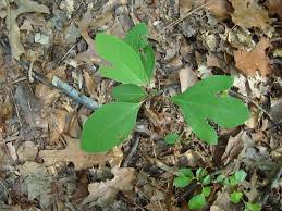 The petiole can be to 5 cm (2 in) long. Gc6vdr1 Sassafras Traditional Cache In New York United States Created By K E T