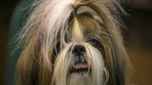 Their flat face with shallow eye sockets and excessive hair growth around the skin folds around. Ask Dr Bruce Chard Should The Hairs On My Shih Tzu S Eyes Be Removed Idegraaf