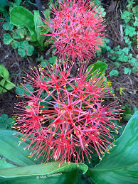 Image result for Scadoxus