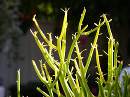 I was told by someone that it should only be every couple of years. How To Successfully Grow Pencil Cactus A Field Guide To Planting Care And Design On Gardenista