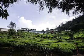The name yee yoon kok. Cameron Highland Tea Plantation At Sunny Day Cloudy Sky Bungalow On Hill Top Surrounding By Tea Farm Stock Photo Adobe Stock