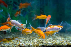 Fish Aquatic Ornament Tank Relaxation By Mailson Pignata Photo 227413329 500px