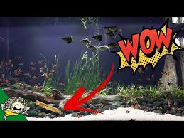 Dojo Loach Care 101 (Aka Weather Or Pond Loach)