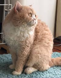 Many of the cats in this animalwised list of cat breeds with wavy hair exist because of such selective breeding. Curly Haired Cat Like Selkirk Rex Cornish Rex Devon Rex