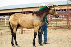 A round pen is a circular enclosure that is used to train horses to listen to commands. How To Work A Horse In A Round Pen Horse Rider