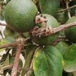 Image result for Strychnos pungens