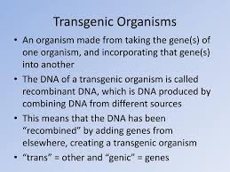 A transgene is a gene that has been transferred naturally, or by any of a number of genetic engineering techniques from one organism to another. Ppt Transgenic Organisms Powerpoint Presentation Free Download Id 3277863