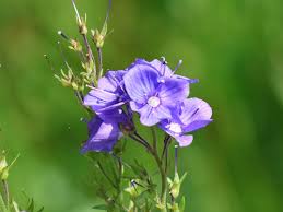 Großer Ehrenpreis 'Shirley Blue'