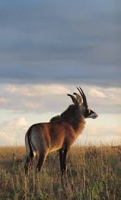 Image result for Habenaria debeerstiana