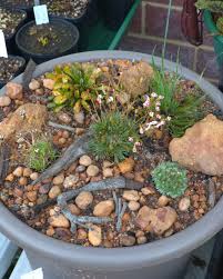 Image result for Gethyllis transkarooica