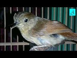 Sebab di halaman ini, kami akan berbagi beberapa jenis suara lovebird betina yang dapat dipergunakan untuk memaster burung anda di rumah. Burung Flamboyan Jantan Suara Flamboyan Gacor Oleh Pengasuh Kucingdiposting Pada 03 07 2020 Letha Taniguchi