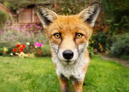 Only their eyes and ears like us. Fox Baiting Is It Ethical Scientific Scribbles