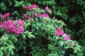 The bougainvillea is a tropical beauty that is visually stunning and unique. Bougainvillea 101 Most Asked Questions