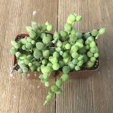 Image result for Senecio