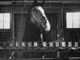 Black And White Horse Names Lady Wonder The Psychic Horse Horses Vintage Horse Horse Names