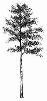 Aspen Tree Aspen Trees Tattoo Aspen Trees Tree Tattoo
