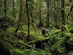 Here are 11 amazing rainforest species we are helping to protect with our innovative approach to. Rainforest Wikipedia
