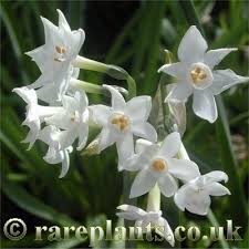 Image result for Pachylobus