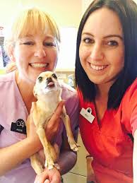 High Country Pet Clinic