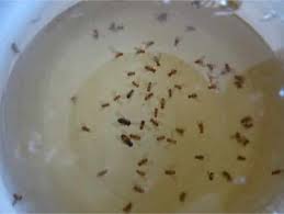 Unfortunately, virtually all diy bed bug trapping. Do Bed Bug Traps Actually Work Bed Bugs Insider