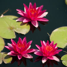 Image result for Nymphaea