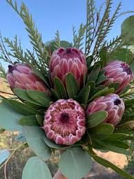 Image result for Protea