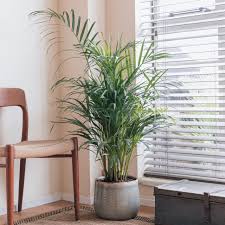 Image result for Dypsis lutescens
