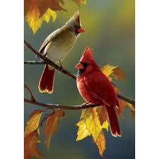 Birds Of A Feather Flock Together Meaning In Hindi Pin By Nhien Hạ On Pticy In 2020 Pretty Birds Beautiful Birds Pet Birds