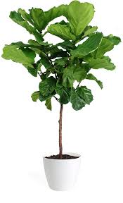 Prune as necessary to maintain a size and shape you can work with. Buy Potted Fiddle Leaf Fig Indoor Plant Bloomscape In 2021 Plants Ficus Lyrata Fiddle Leaf Fig Tree