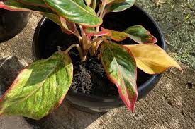 Image result for Hypericum lalandii