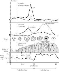 28 Day Menstrual Cycle Chart Menstrual Cycle Fertility