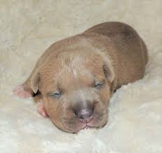 There are several different pit bull types. Pin On Puppies For Sale