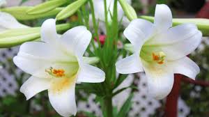 Check spelling or type a new query. Easter Lily How To Take Care Regrow Easter Lily Outside Livinghours
