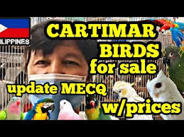 Shop our bird cages birds are available in stores only. Video Bird Market Near Me