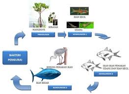 Rantai makanan yang satu ini tidak akan dimulai dari suatu tumbuhan, tetapi dimulai dari detritivor. Rantai Makanan Dan Jaring Jaring Makanan Materi Sekolah Dasar Kelas V