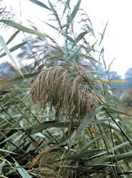 Image result for Phragmites australis
