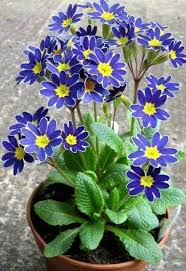 Fastest Growing Flower Seeds For Science Project Flowersandflowerthings Blooming Flowers Flower Seeds Fast Growing Flowers