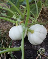 Each seed packet will list how long on if you're feeling ambitious, plant the seeds in pumpkin hills — mounds of dirt slightly raised off of the ground. Plant Your Own Baby Boo Pumpkins In Spring And Harvest 90 Days Later Take Up Less Space I Packet Produces Ma Growing Pumpkins Growing Vegetables Garden Styles