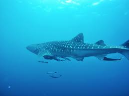 Subscribe to our database to receive information on promotions and new. Mola Mola And Whale Shark Werner Lau Diving Centers