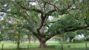Although these trees also can survive in zone 5, they won't produce nuts there. Choctaw Paper Shell Pecan Carya Illinoinensis