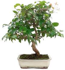 Image result for Eugenia uniflora