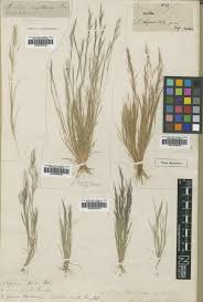 Image result for Aristida stipitata